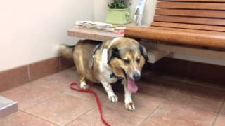 My dog hyperventilating while at the vets office [upl. by Southard]