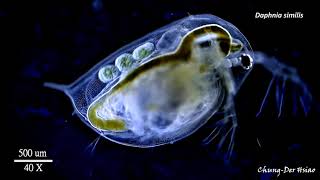 Three Daphnia species [upl. by Ainorev]