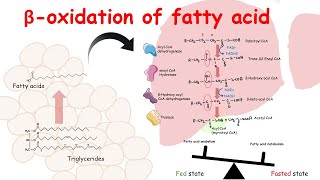 Beta oxidation of fatty acid  Fatty acid catabolism and its regulation [upl. by Nysila]