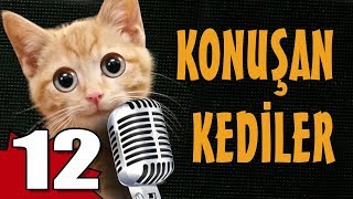 Konuşan Kediler 12  En Komik Kedi Videoları [upl. by Erika500]