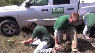 Exotic Invaders Pythons in the Everglades Mini Doc [upl. by Derej]