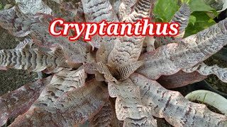 Cryptanthus fosterianus plant carecryptanthus varieties [upl. by Renaud]