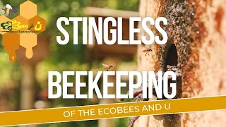 Stingless Beekeeping Philippines [upl. by Liag]