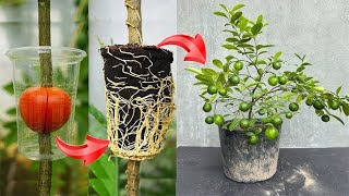 Lemon tree grafting technique using tomatoes as stimulant super fast growth [upl. by Neirod]