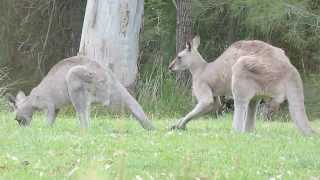 Australian Wildlife Courting Kangaroos [upl. by Otilrac]