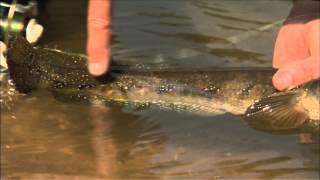 Canadian Sportfishing  Fishing for Snakehead in India [upl. by Abih]