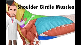 Shoulder Girdle Muscles of the dog [upl. by Kreda]