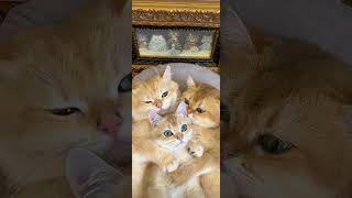 Cat Family cat cuteanimals cute kitten cutepets cats catlover kitten [upl. by Michal]