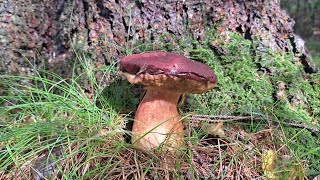 Funghi Porcini 9 ottobre 2024 nuova buttatanon cè tracciaporcino rosso e cantharellus lutescens [upl. by Moyra]