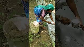 Paclobutrazolfungicide drenching for bottle gourd at 90th day💫 [upl. by Hayarahs]