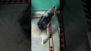 pupieshusky dog huskymix doglover huskydoglovers siberianhusky huskyworldwide pets lovel [upl. by Ambrosi]