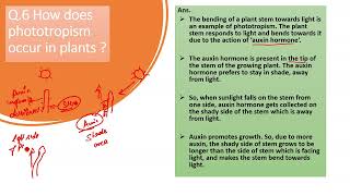 How does phototropism occur in plants [upl. by Silvanus]