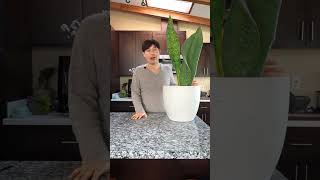 Sansevieria masoniana aka Whale Fin Sansevieria tips amp tricks sansevieriamasoniana whalefin [upl. by Nortna]