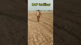 dap fertilizer put in the field [upl. by Edmead]