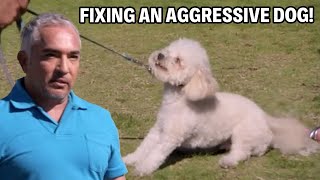 Fixing an Aggressive Dog  Dog Nation Episode 2  Part 1 [upl. by Aveneg847]