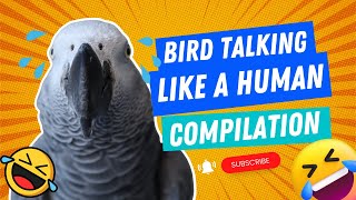 Bird Talking Like A Human Compilation 1  Gizmo the Grey Bird [upl. by Ydal]