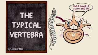 The Typical Vertebra  Parts  The Vertebral Column  Bones  Osteology  Anatomy Doodles [upl. by Anayad79]