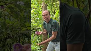 Cup and saucer vine cobaea scandens subtropical gardening adventure explore permaculture [upl. by Humfrey]