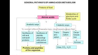 Amino acid metabolism [upl. by Siocnarf121]