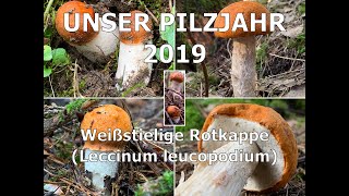 Unser Pilzjahr 2019  Weißstielige Rotkappe Espenrotkappe Pappelrotkappe Leccinum leucopodium [upl. by Sydalg]