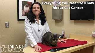 Everything You Need to Know About Cat Cancer [upl. by Anelec]