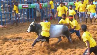 கோவை ஜல்லிக்கட்டு  2019  Mega Jallikattu held at Kovai Jallikattu jallikattukovai [upl. by Rehptsirhc739]