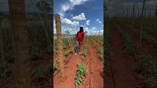 Conduzindo fitilho no tomate Variedade Colt fofaodotomate [upl. by Anait]