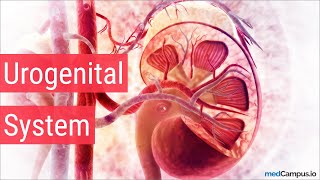 Embryology Urogenital System [upl. by Perrine632]