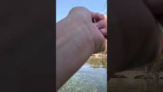 Trout fishing at Bennet Springs state park [upl. by Anonyw]