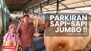 PARKIRAN KHUSUS SAPISAPI PREMIUM ‼️ SUMBER TERNAK FARM [upl. by Regina913]