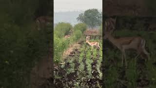 😍Deers in farmstravel explore beautyofnature [upl. by Labinnah]