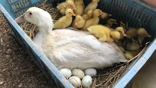 Amazing Pekin Duck Hatching  Baby Ducklings Hatched [upl. by Afital]