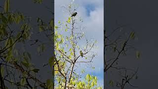 Aratinga Ojiblanca 2 Psittacara leucophthalmus birds nature travel [upl. by Aleb999]