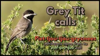 GREY TIT songs and calls from the southern Karoo [upl. by Dahsraf475]