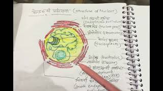 Structure of Nuclear [upl. by Rubens]