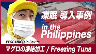 【凍眠】導入事例 Liquid Freezer TOMIN in the Philippines  Pescarico [upl. by Ellsworth]