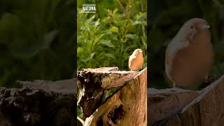 RATONA Troglodytes aedon – Punta Indio  BUSCANDO FAUNA [upl. by Oirasec]