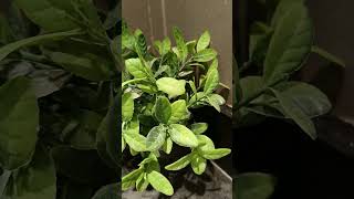 Beautiful indoor plant musicplantslover indoorplants plantsngardens [upl. by Irrac]