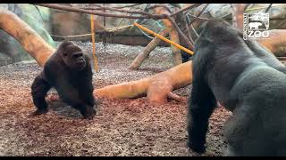 Silverback Gorilla Mbeli Introduced to his Female Troop  Cincinnati Zoo [upl. by Lokin110]