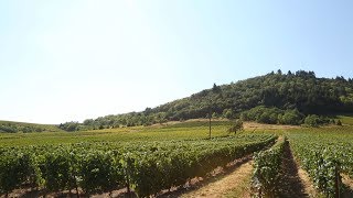 Reportage Vignobles Beaujolais [upl. by Dicks30]