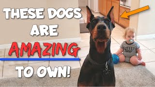 A Secret in the Dog World—The Doberman Pinscher [upl. by Hirz]