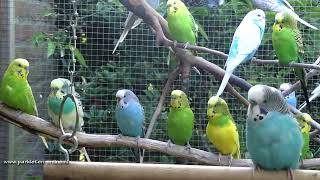 10 minuten parkieten plezier  10 minutes of budgie fun [upl. by Mandell]