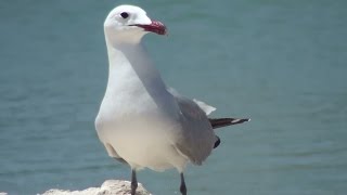 Gaviota de Audouin Larus audouinii Audouins Gull [upl. by Natascha200]