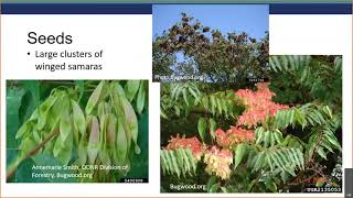 Identifying Treeofheaven Ailanthus altissima [upl. by Adnawed]