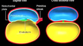 FORMATION OF NOTOCHORD [upl. by Elyak]