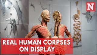 Sydneys Controversial Corpse Exhibit [upl. by Danuloff248]