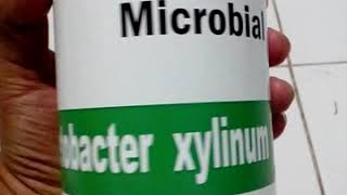 Acetobacter xylinum bibit nata de coco [upl. by Kcirdnekel948]