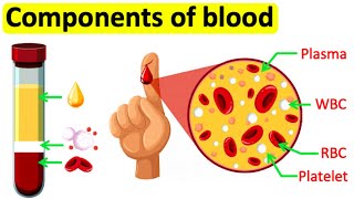 Components of blood  RBC WBC Plasma amp Platelets  Easy science lesson [upl. by Akenaj384]