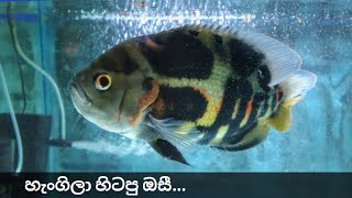 ජරාවෙලා තිබුණ ඔස්කා ටැංකිය  Oscar fish Tank Maintenance [upl. by Ahsilrak]