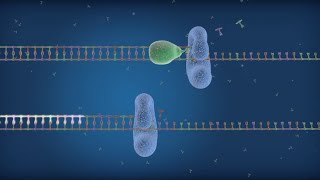 HighProcessivity Sso7d Fusion Polymerase Improves qPCR Results [upl. by Ulund]